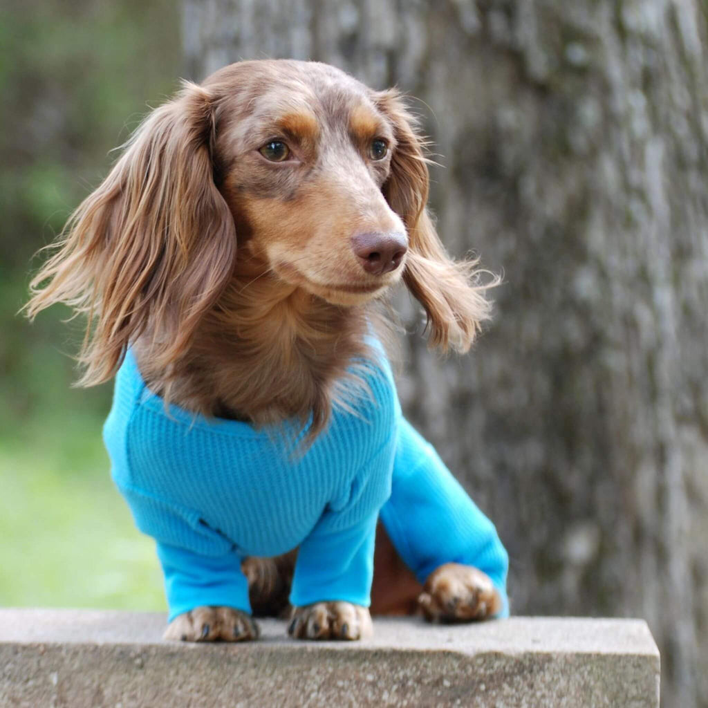 Long haired Dachshund models Sweet Dreams Thermal Dog Pajamas in Blue