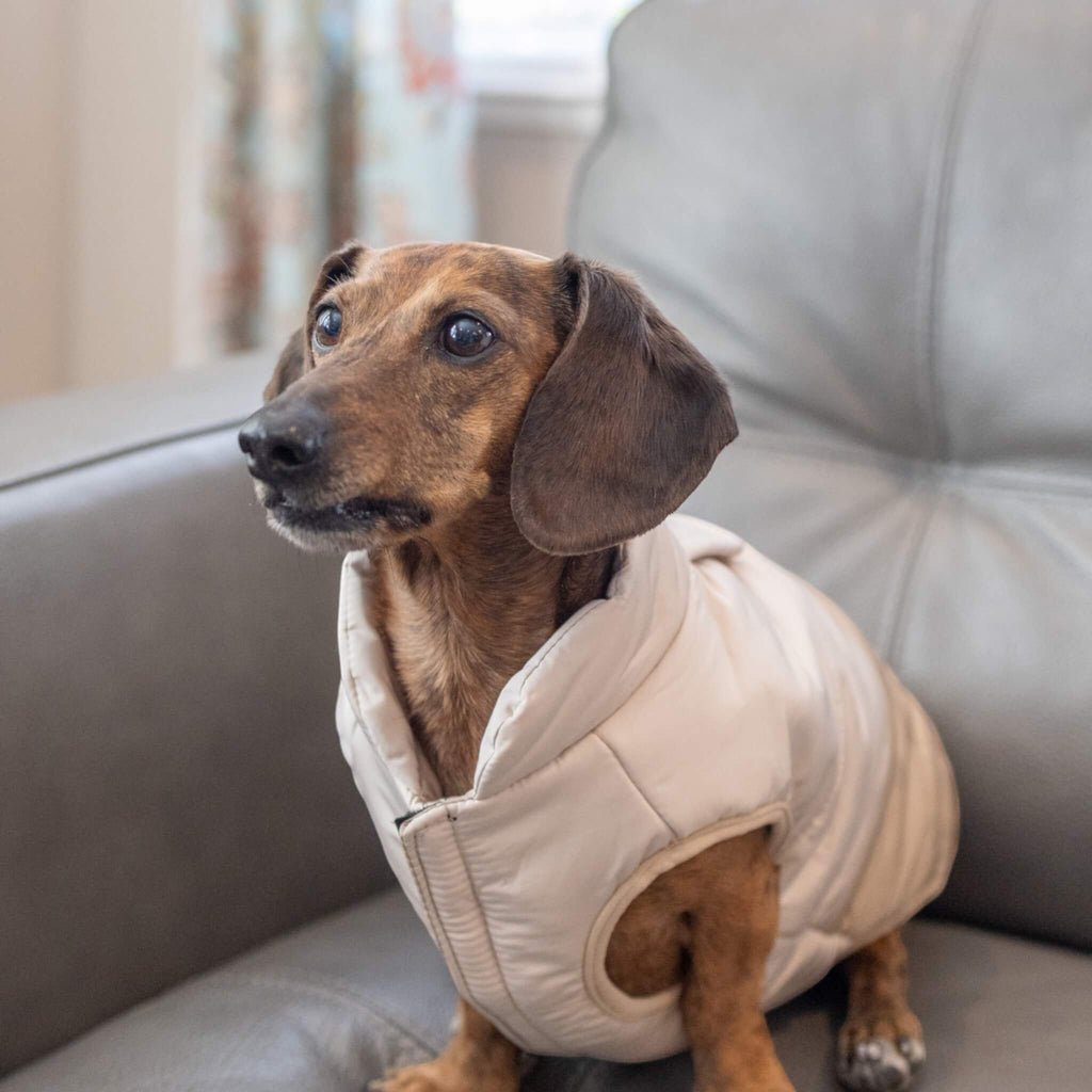 Maggie looks dapper wearing the Durham Dog Coat