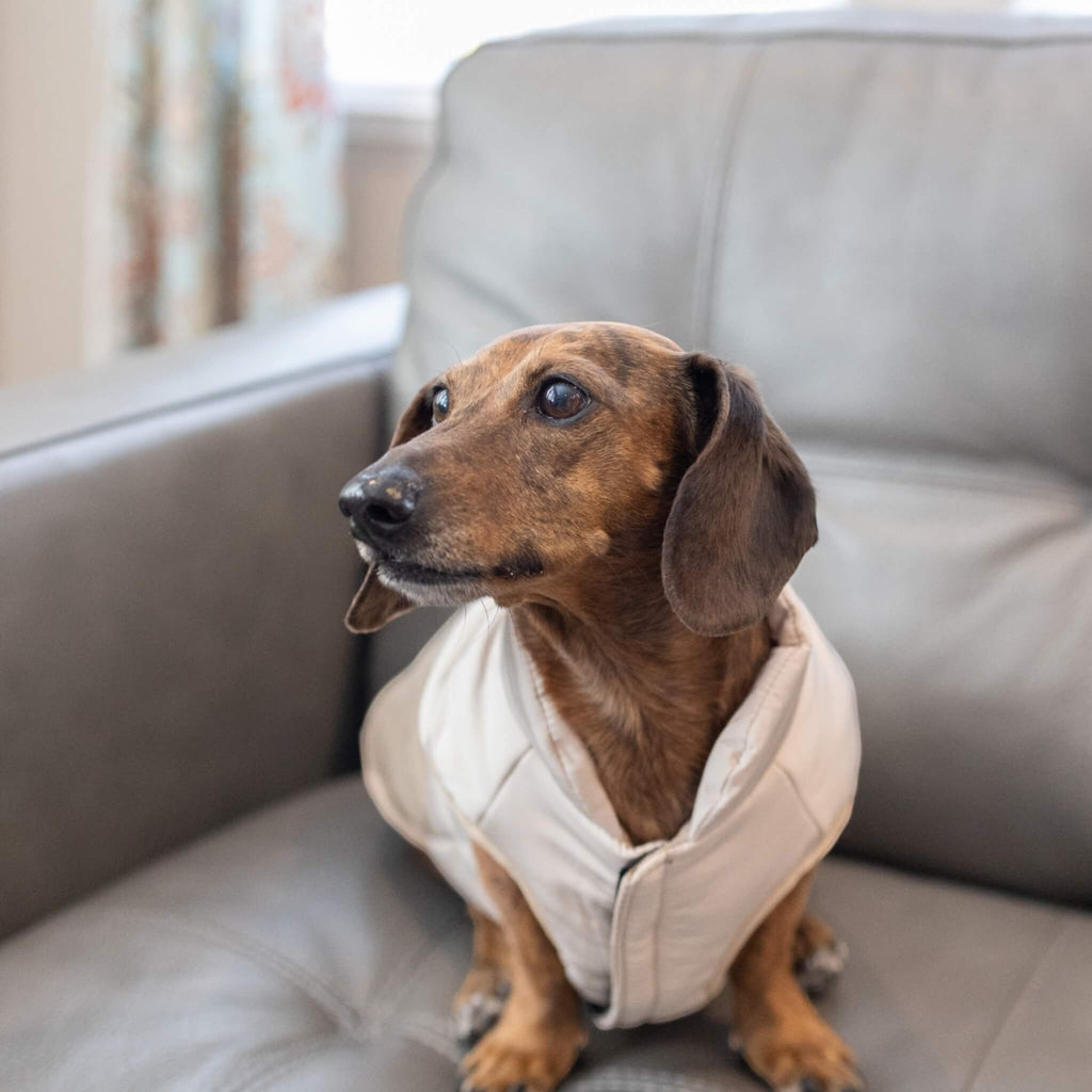 Maggie the Dachsund models the Durham Dog Coat