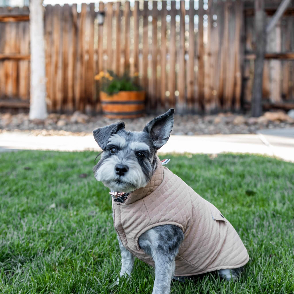 Minnie looks super stylish in the Somerset Dog Coat