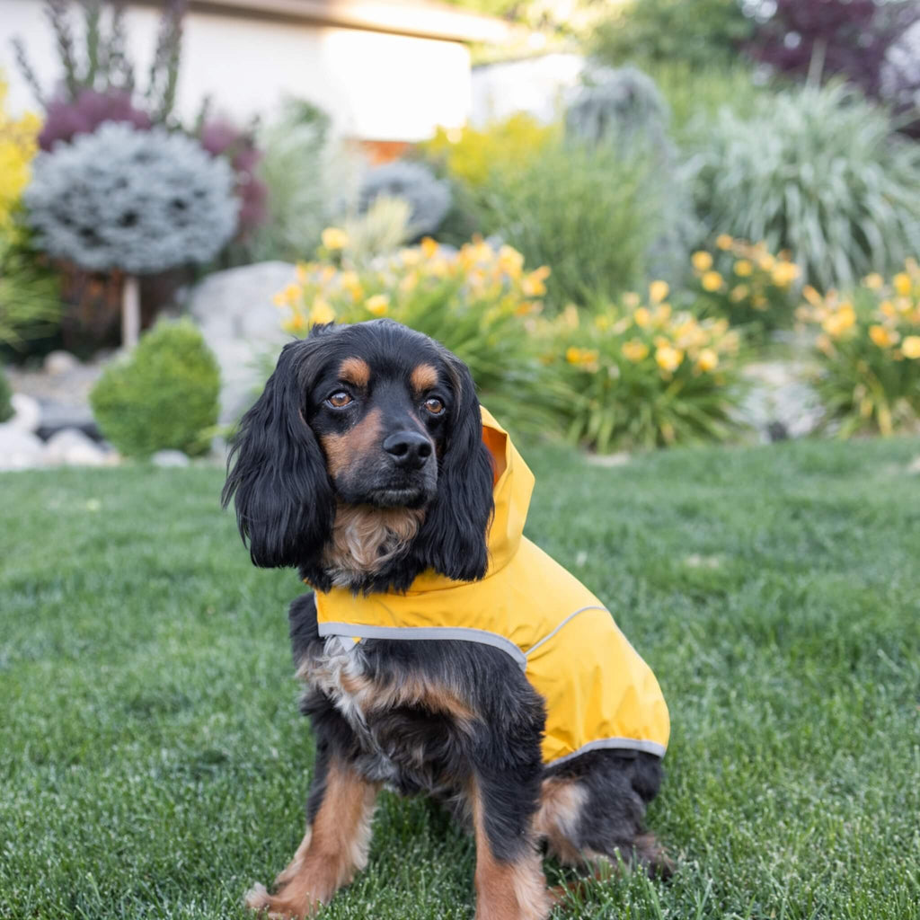 Moose wears Cumbria Dog Raincoat