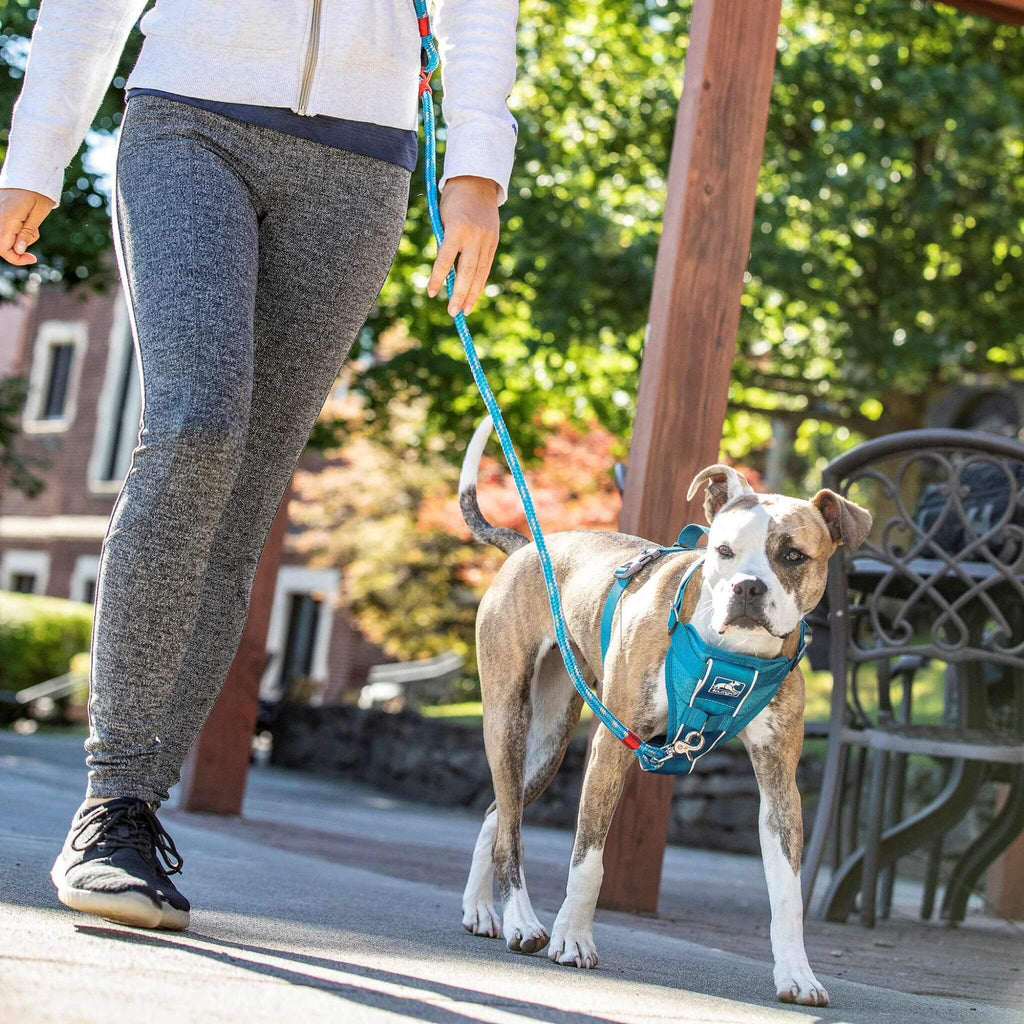 Out walking in the Tru-Fit Smart Dog Harness in Blue
