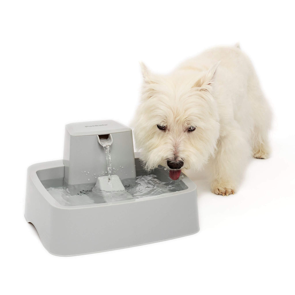 Pup drinks from the Drinkwell One Gallon Pet Fountain
