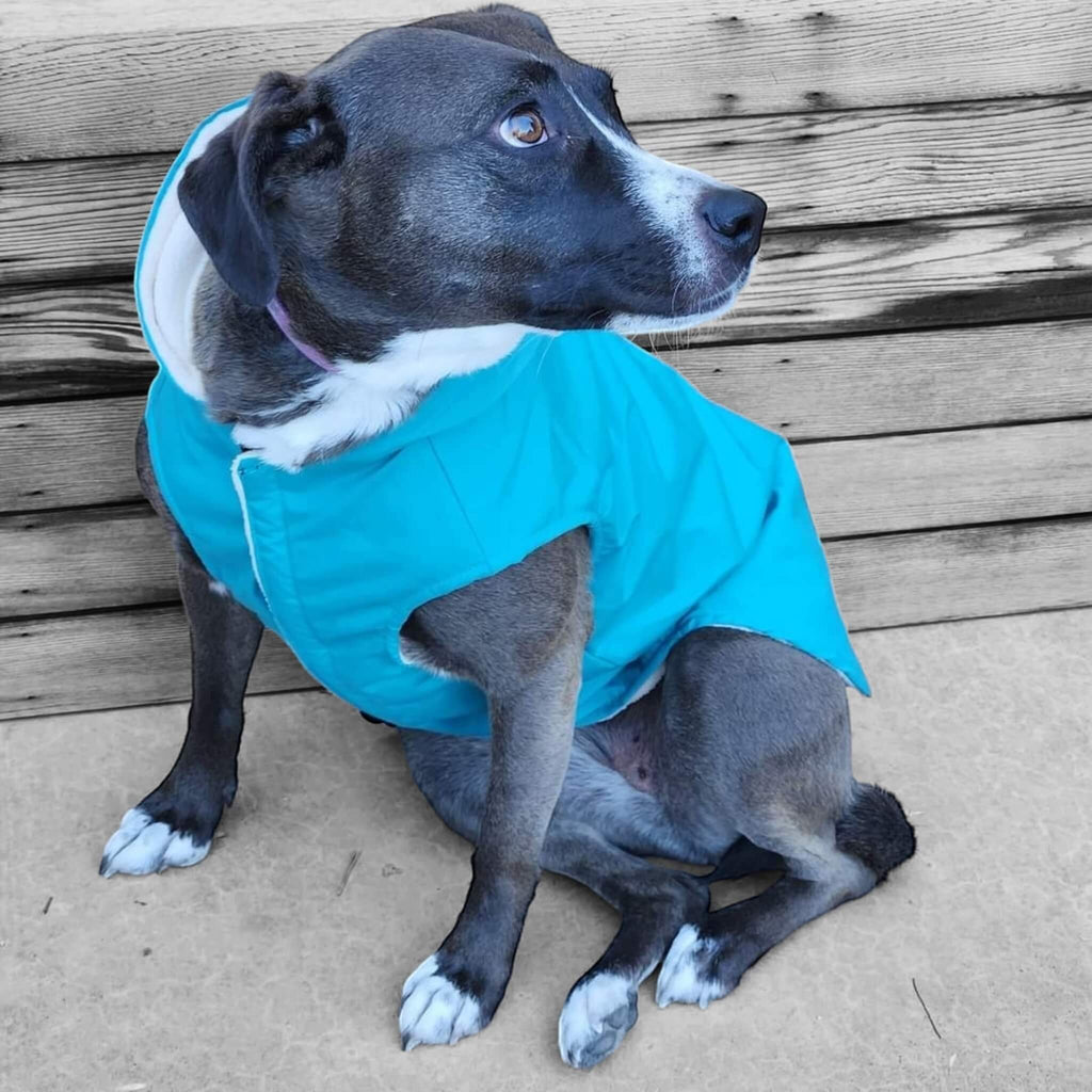 Tilly, the Pitbull mix models the Manchester Urban Dog Raincoat