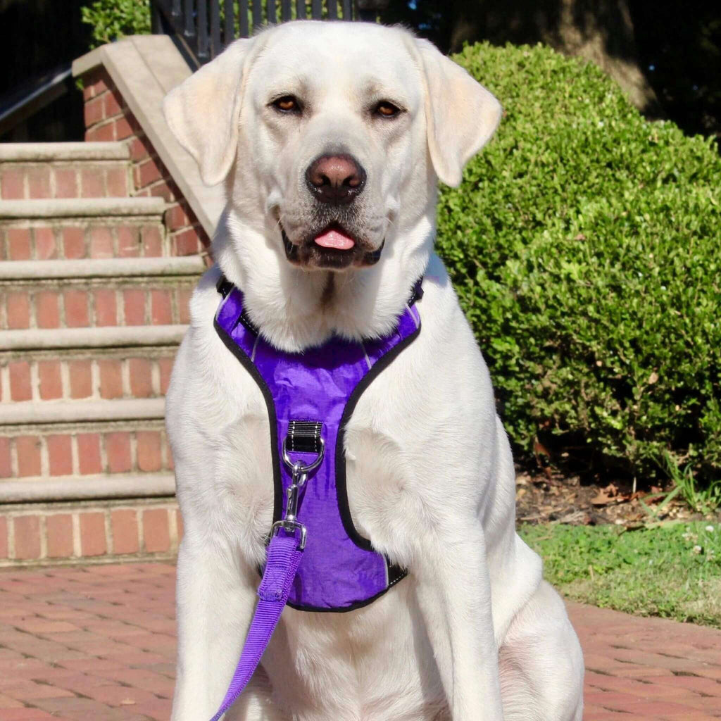 Walter models the Chesapeake Dog Harness in Purple Rain