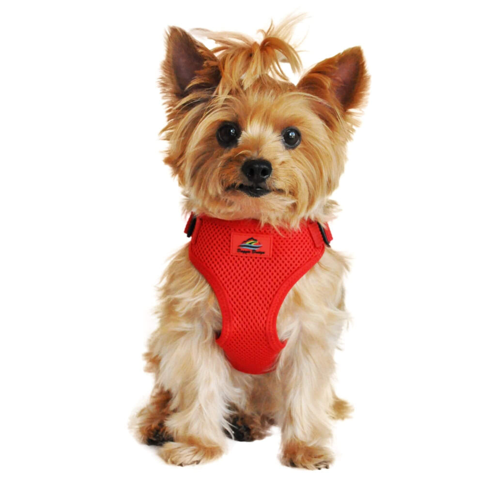 Yorkie models Wrap and Snap Choke Free Dog Harness in Flame Red