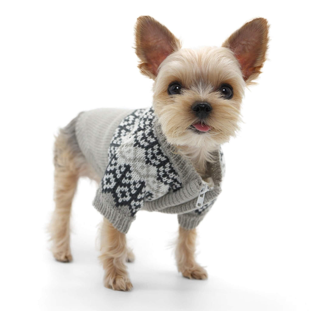 Yorkshire Terrier models the Icelandic Dog Sweater