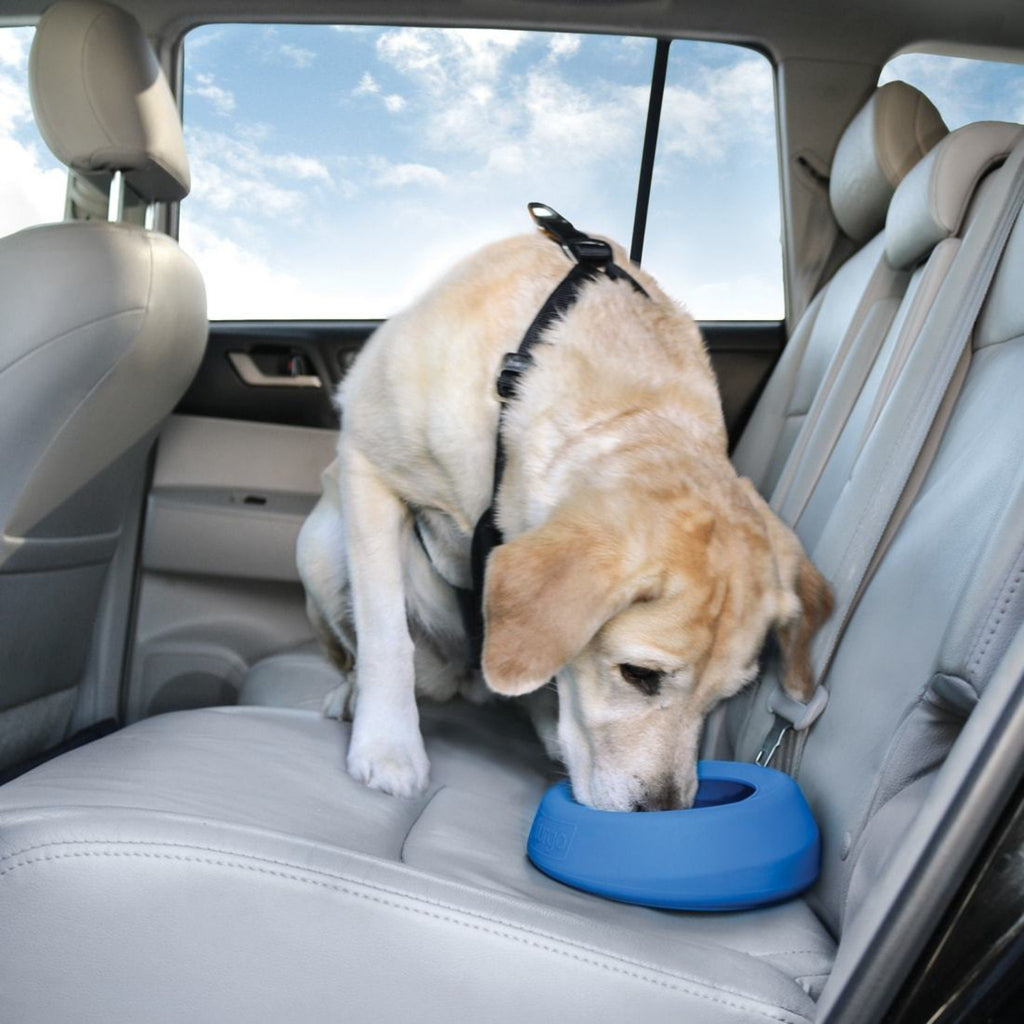 No spill travel with your dog