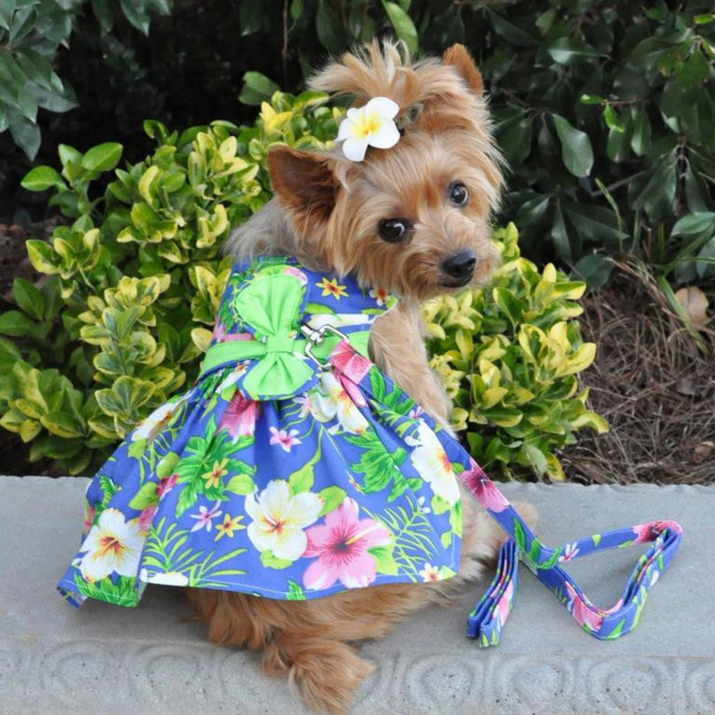 Cute Yorkie models the Blue Lagoon Hawaiian Hibiscus Dog Dress with Matching Leash 