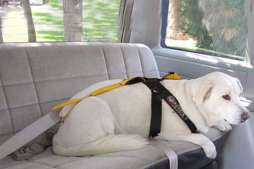 Dog lying down wearing the Roadie Canine Vehicle Safety Harness by Ruff Rider - UKUSCAdoggie