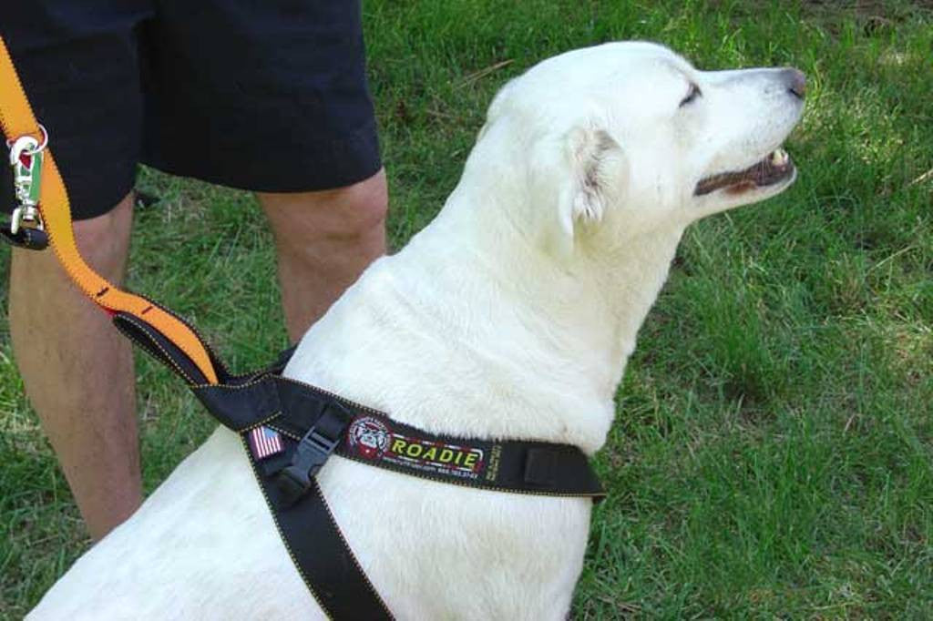 Dog out of car wearing the Roadie Canine Vehicle Safety Harness by Ruff Rider - UKUSCAdoggie