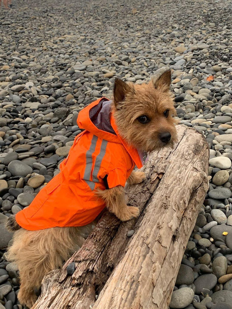 a-great-new-raincoat-for-dogs