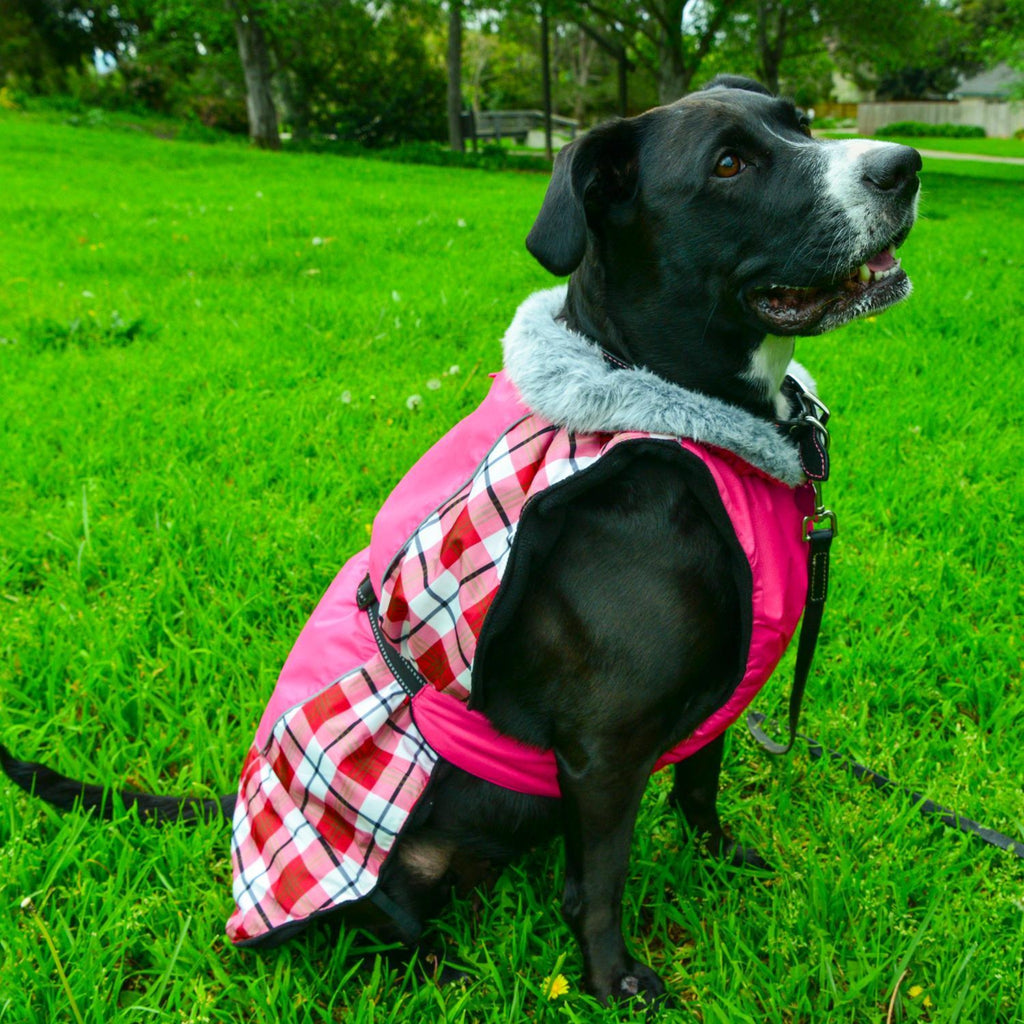 Dog looks very smart wearing an Alpine All-Weather Dog Coat in Raspberry Plaid