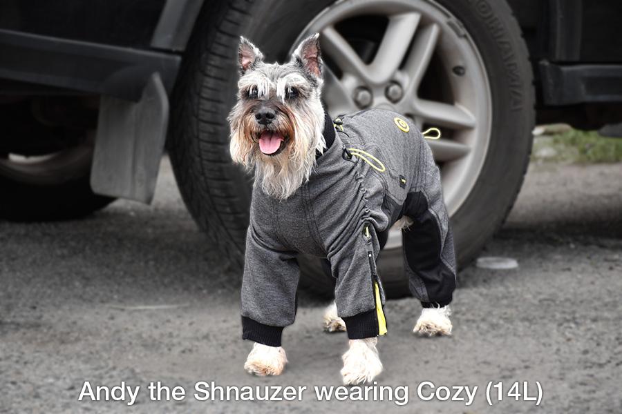 Andy the Schnauzer models the Cozy Full Body Dog Suit