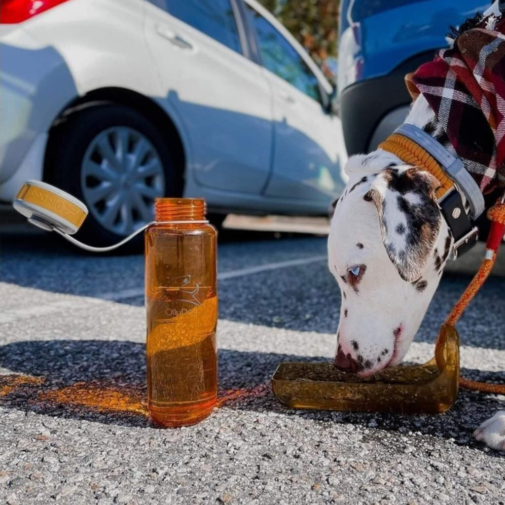 Dalmatian Drinks from the OllyBottle in Flame