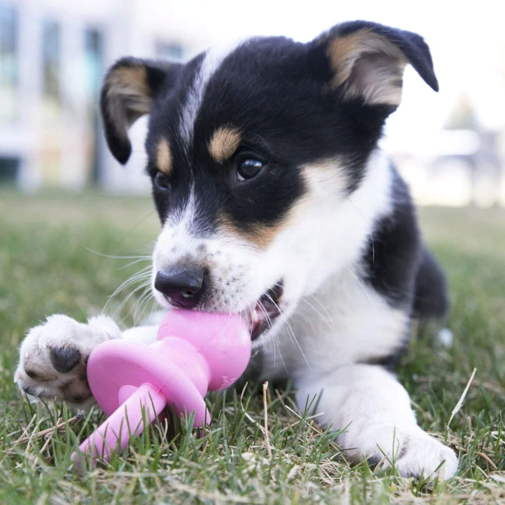 Young Dog Chews on Her KONG Puppy Binkie in Pink