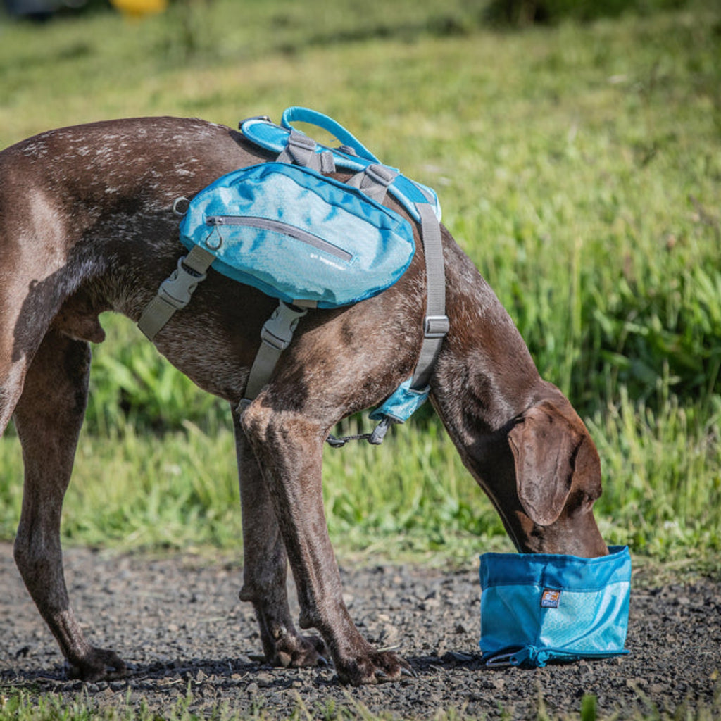 Dog drinks from a blue Zippy Portable Dog Bowl on the trail