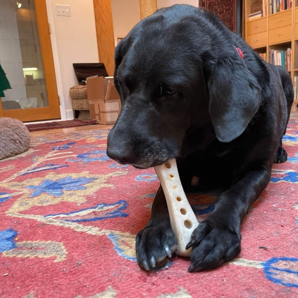 Dog gnaws on MOD Bone Ultra Durable Nylon Dog Chew Toy