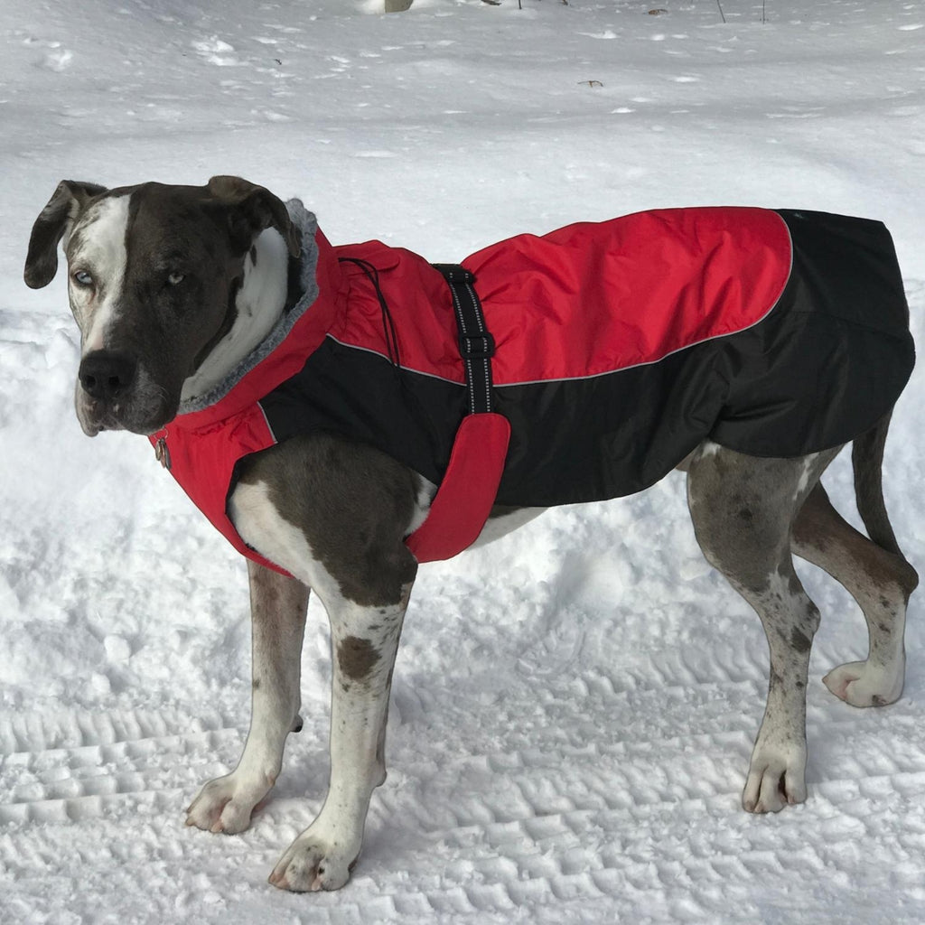 Dog keeps warm in an Alpine All-Weather Dog Coat in Red and Black