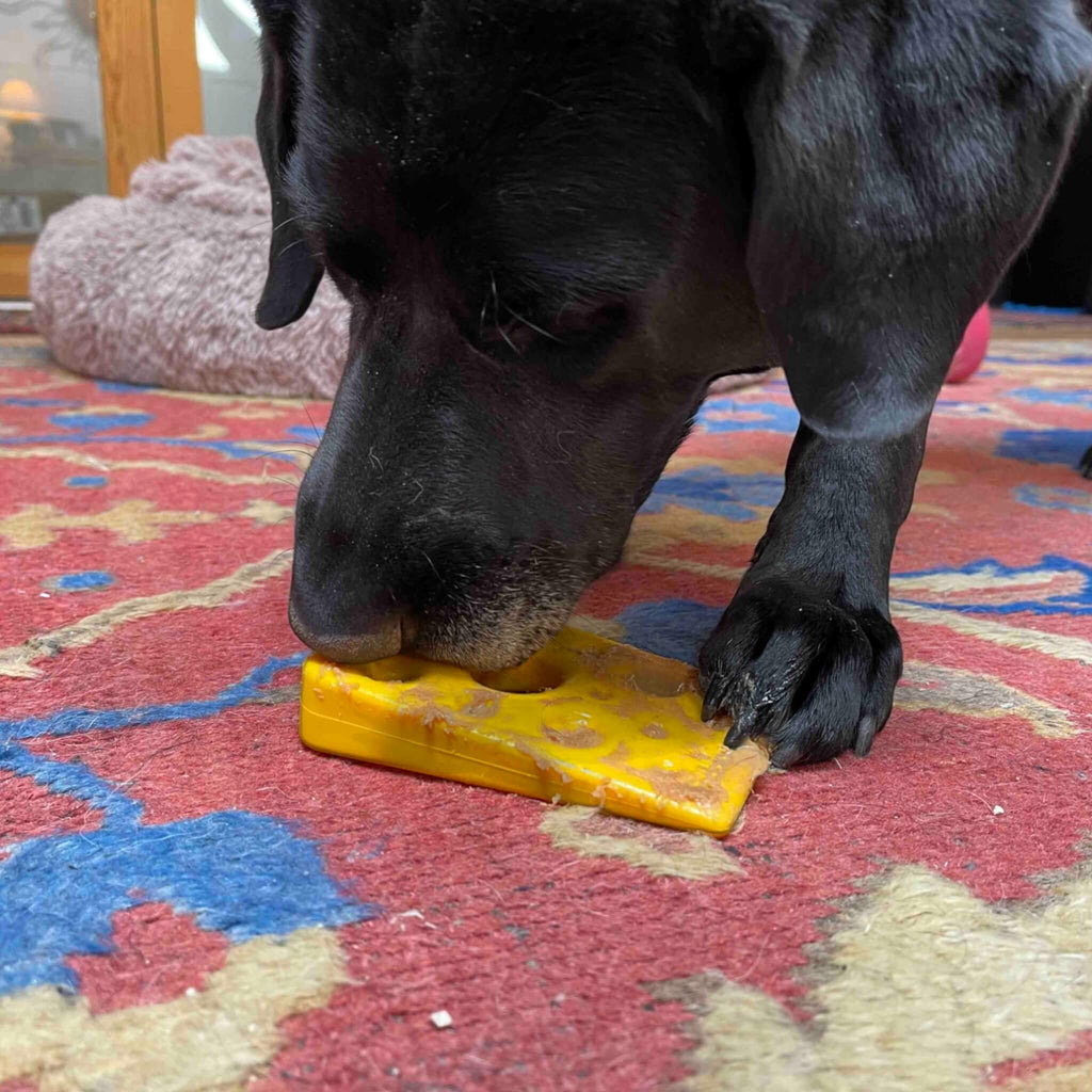 Dog licks up peanut butter from his Swiss Cheese Wedge ChewToy