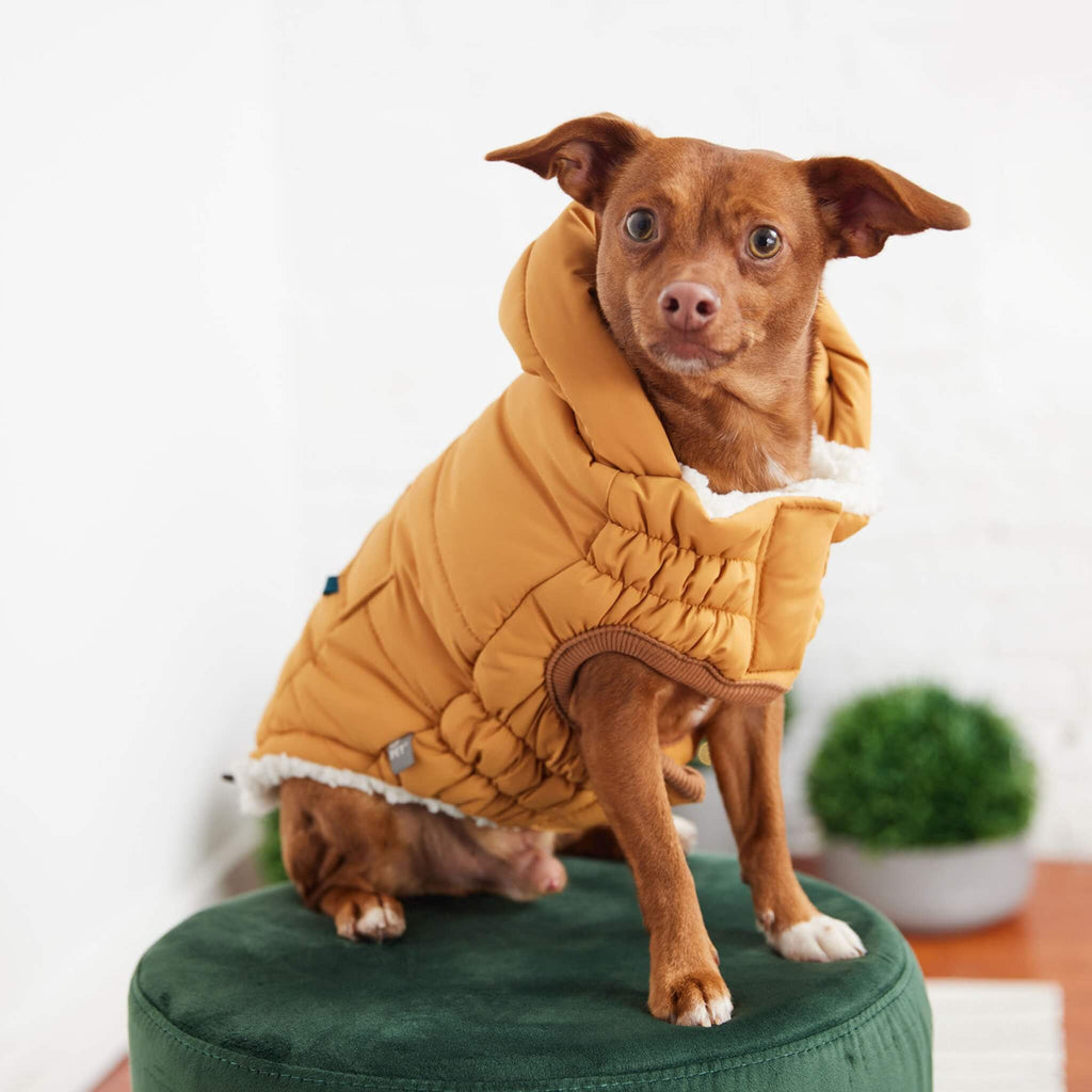 Dog Looks Dapper Wearing Super Puff Parka in Yellow