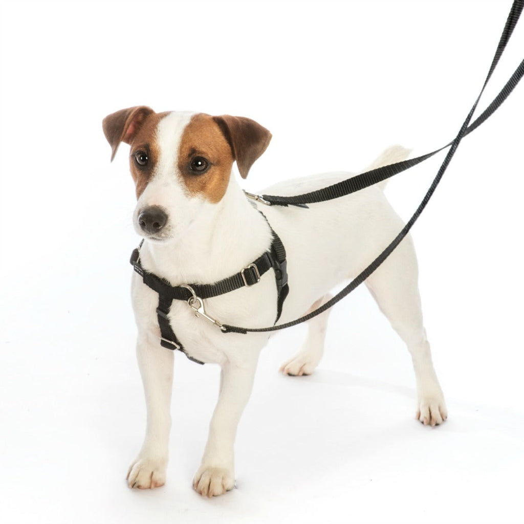 Dog models the Freedom No-Pull Dog Harness in Black