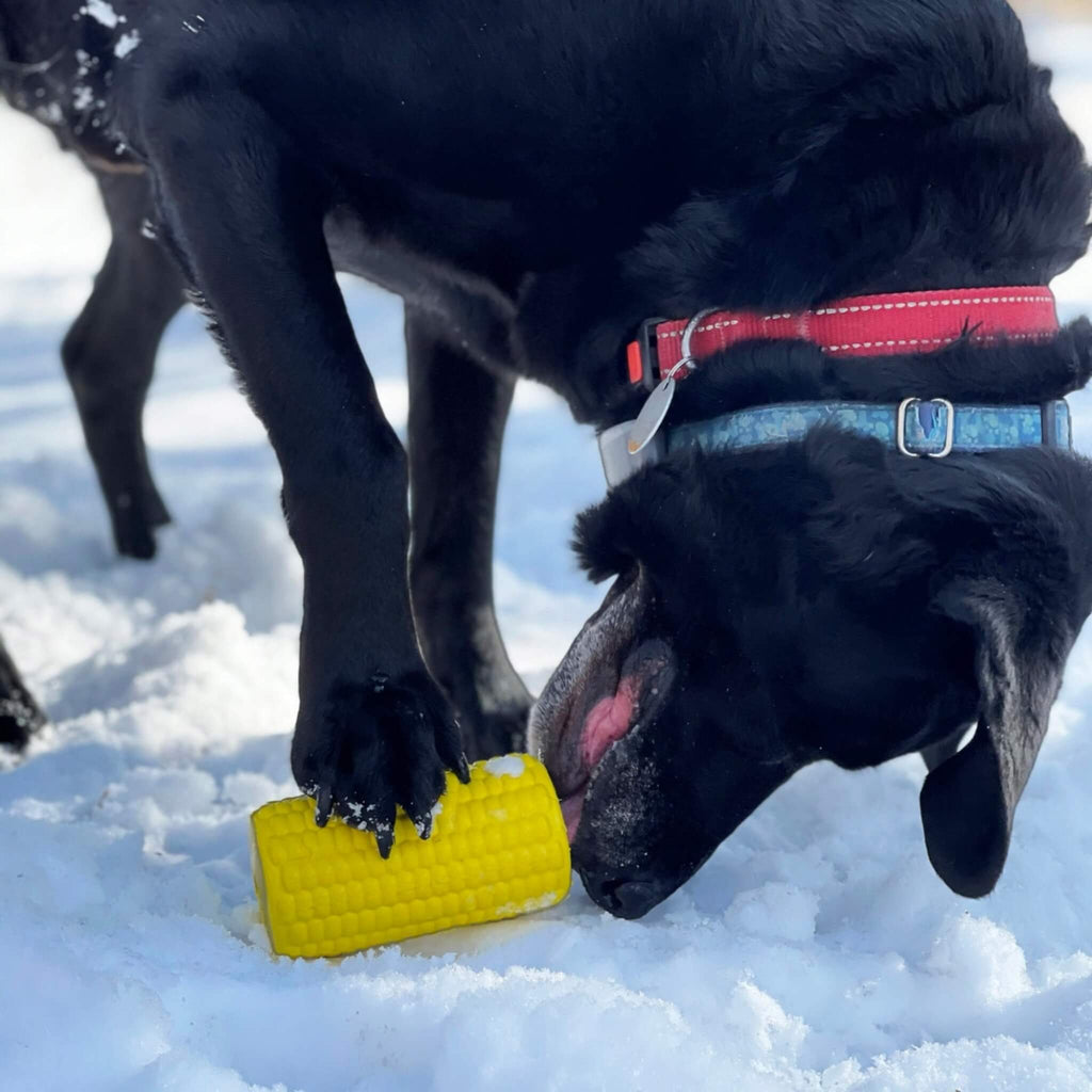 Dog plays in the snow with his Corn on the Cob Treat Dispenser and Chew Toy