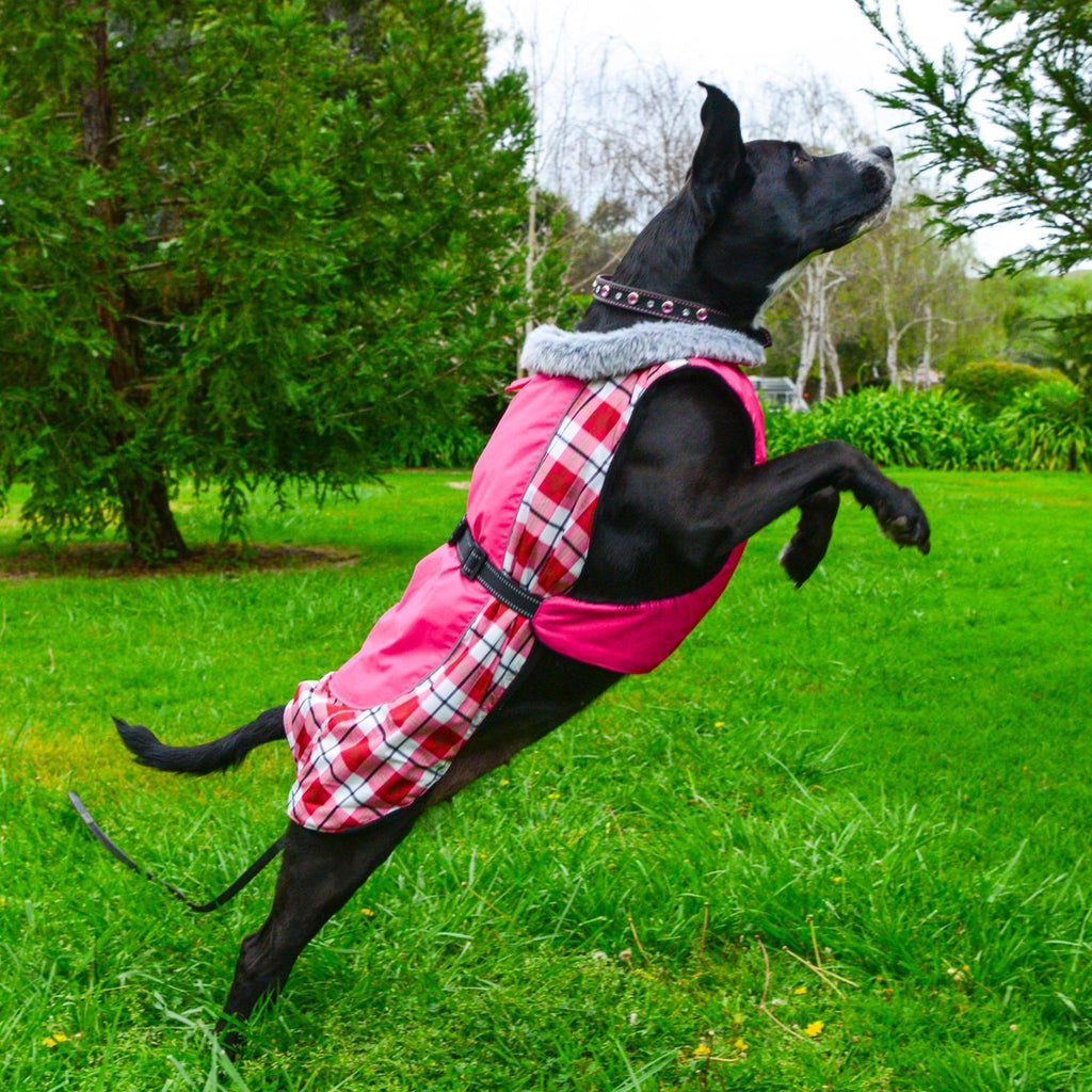 Dog shows off his new Alpine All-Weather Dog Coat in Raspberry Plaid