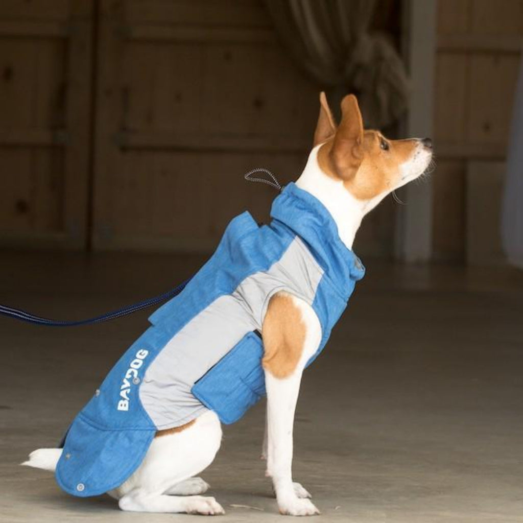 Dog sporting the Ocean Blue Glacier Bay Dog Coat