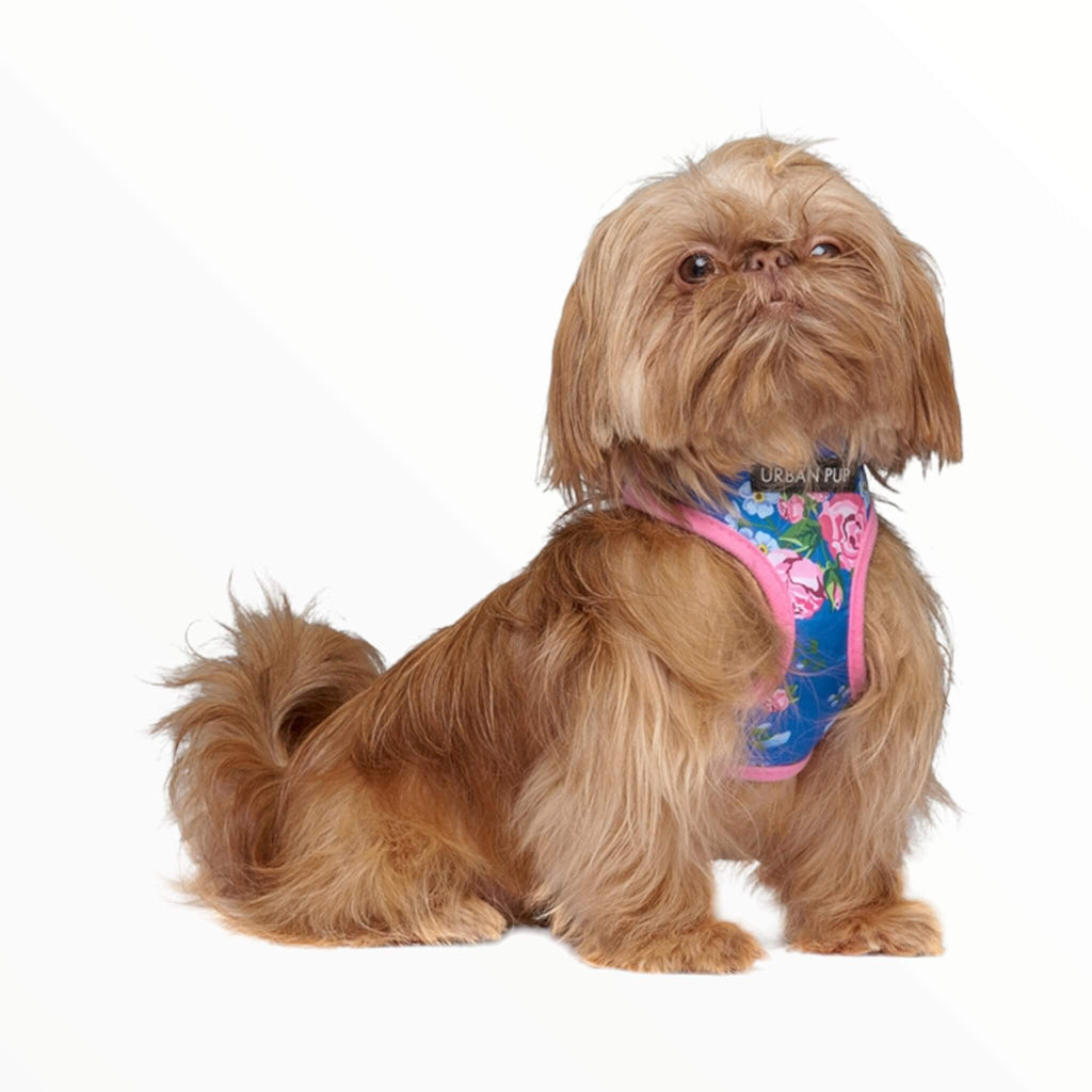 Dog struts his stuff in the Pink and Blue Floral Burst Harness