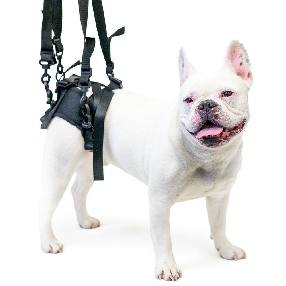 dog-supported-by-walkin-lift-rear-dog-harness