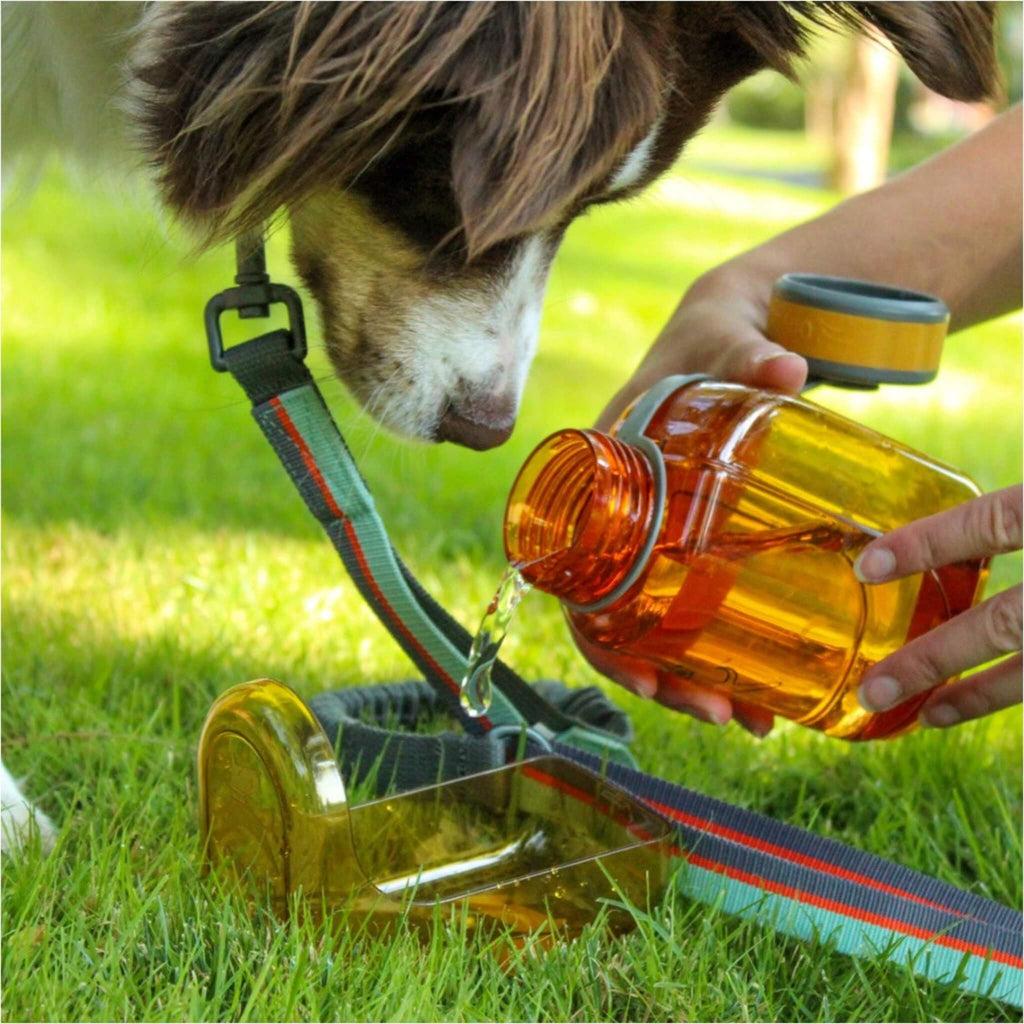 Dog Waits Patiently for Water from the OllyBottle in Flame