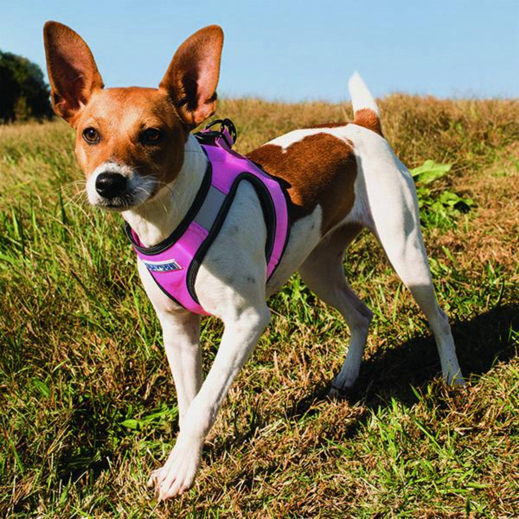 Dog wearing Liberty Bay Dog Harness in Lavender