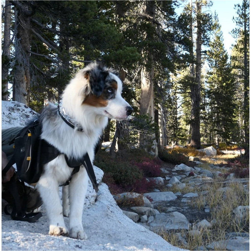 Dog wears OllyDog Reflective Trekker RF Dog Pack on the trail