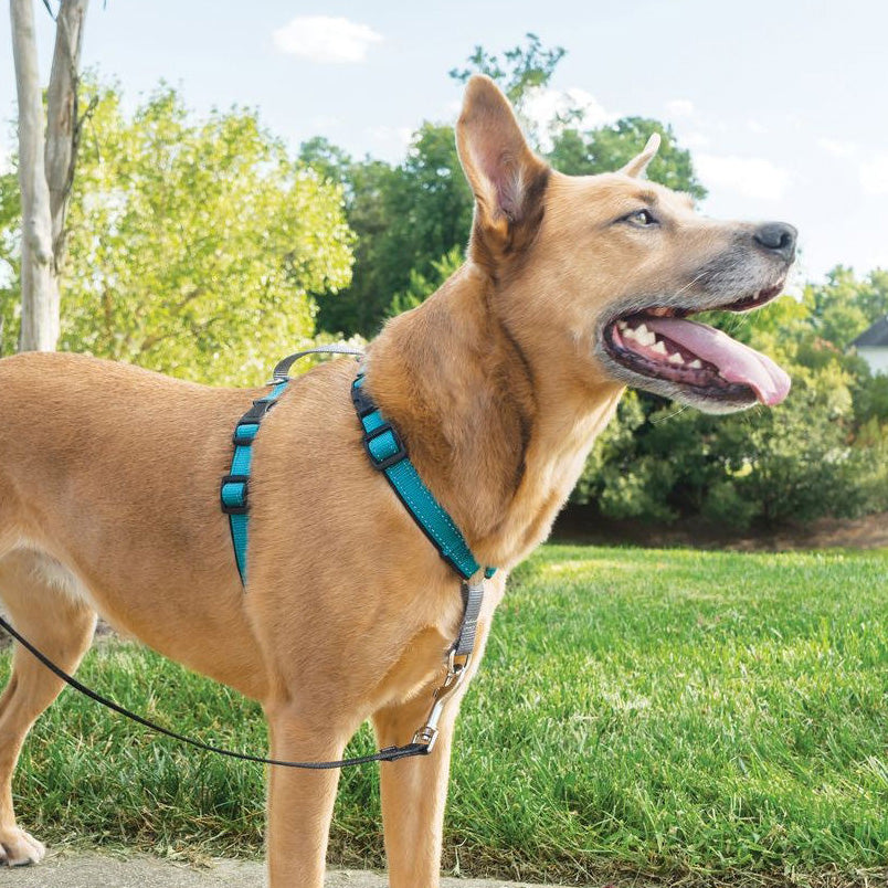 dog-wears-petsafe-3-in-1-harness-in-teal