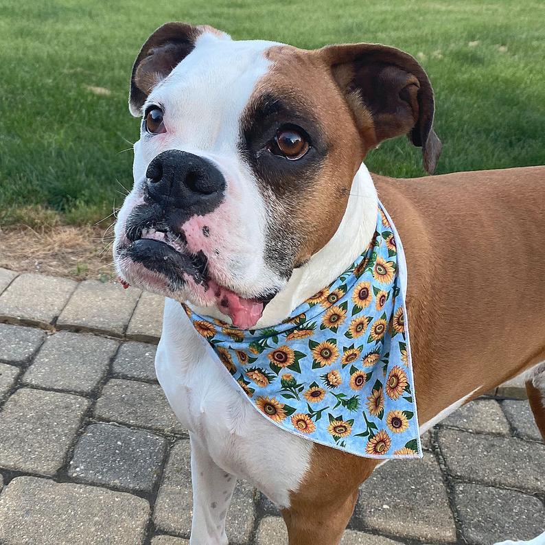 Boxer wears sunflower dog bandana