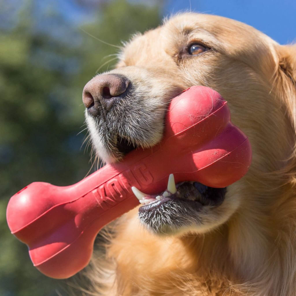 Dogs Love the KONG Goodie Dog Bone Chew Toy