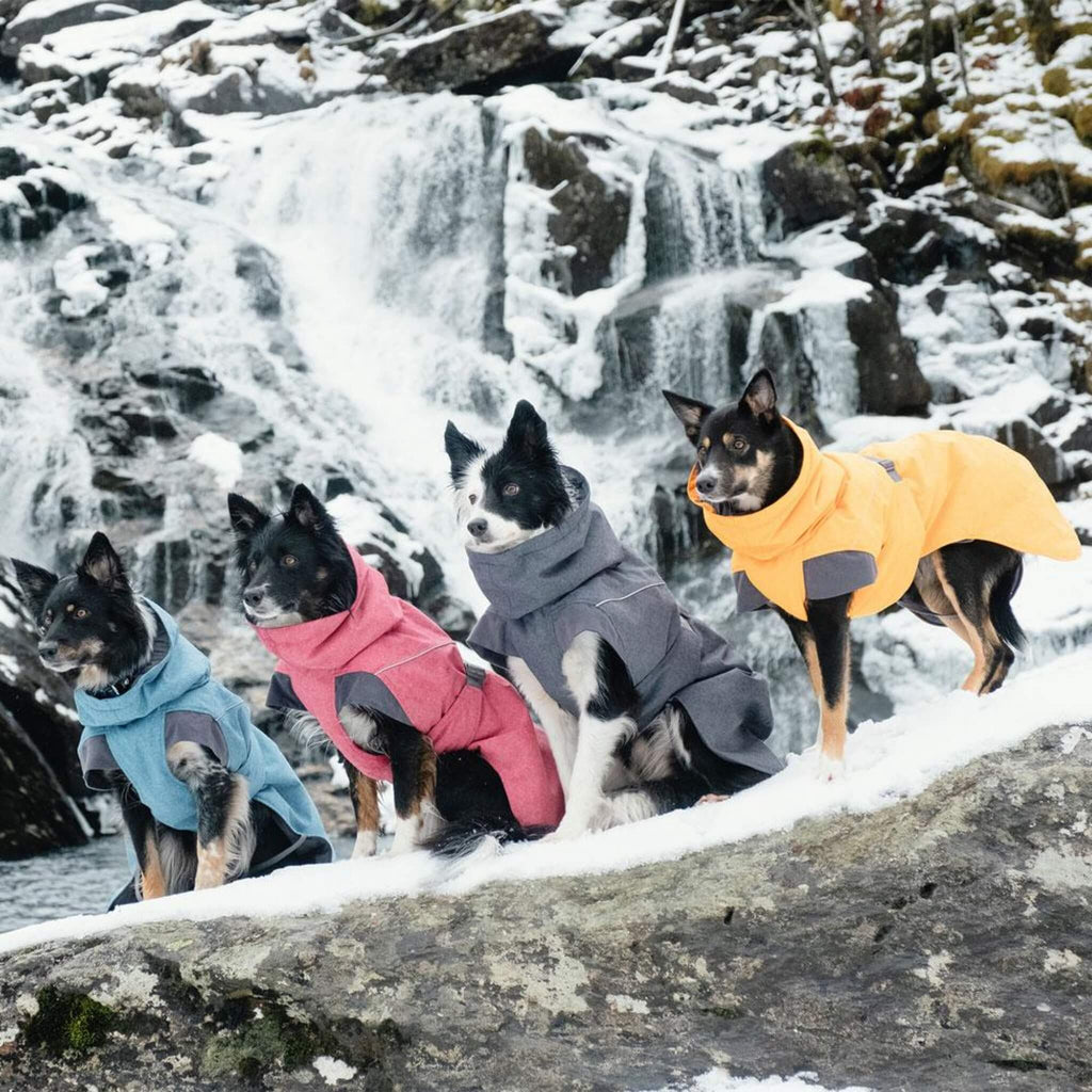 Dogs Wearing Hurtta Expedition Dog Parkas on the Winter Slopes