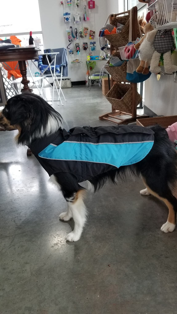 Dog models the Ferndale Waterproof Dog Coat in Sky