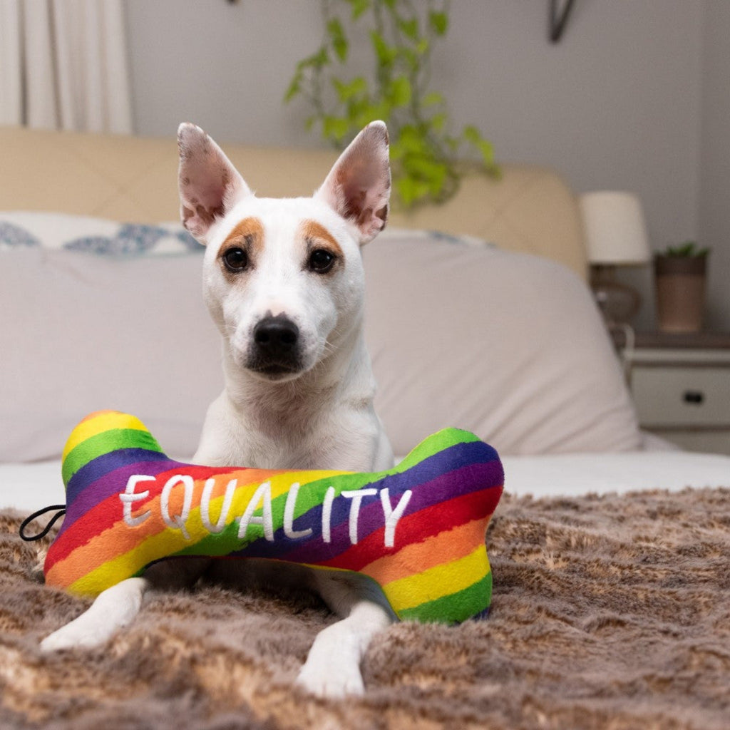 Handsome dog shows off his Equality Bone Tough Dog Toy