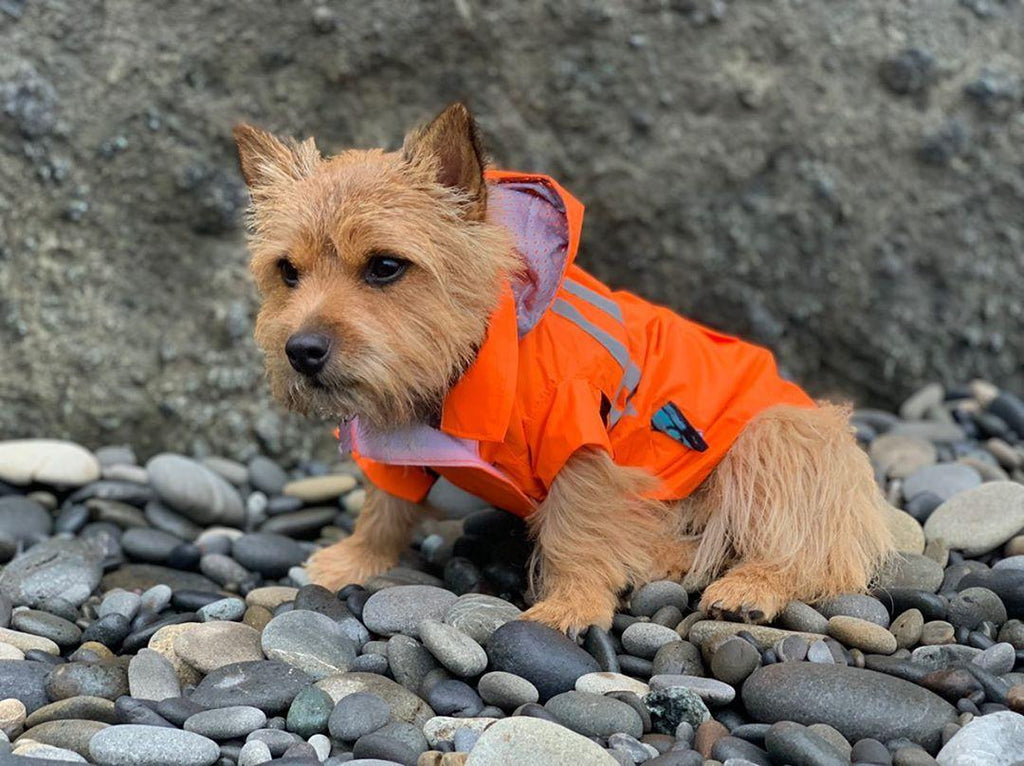 lil-roo-looking-cute-in-his-ukuscadoggie-hooded-raincoat