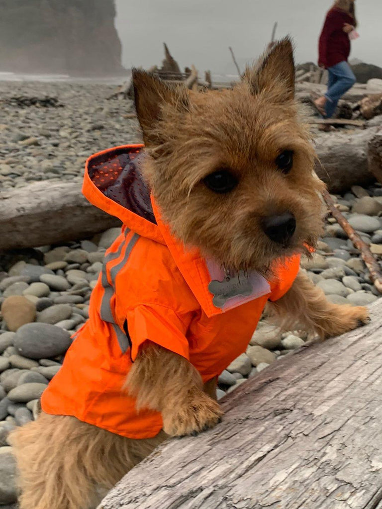 lil-roo-looking-dapper-in-the-ukuscadoggie-hovander-hooded-raincoat