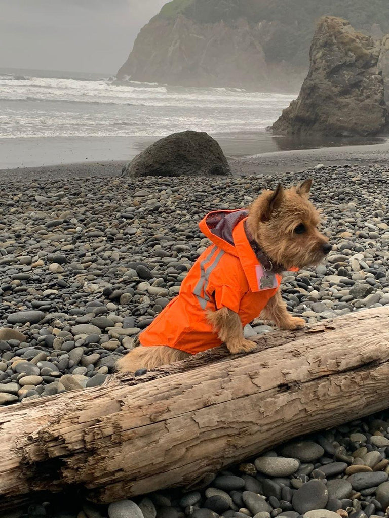 lil-roo-the-norwich-terrier-sports-a-great-new-raincoat