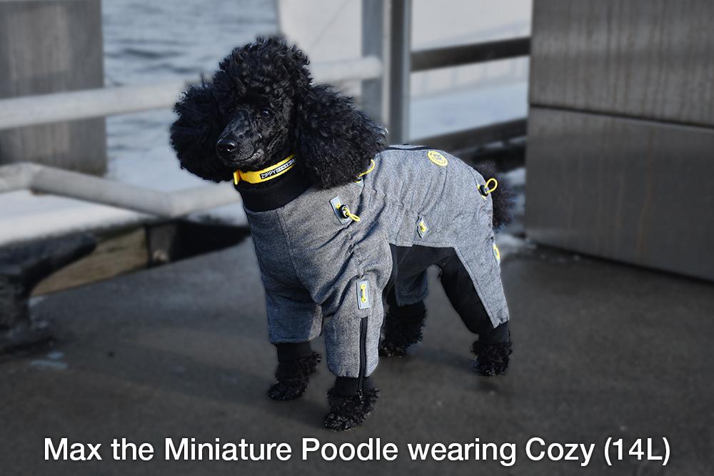 Miniature Poodle models Zippy Dynamics Cozy Full Body Dog Suit