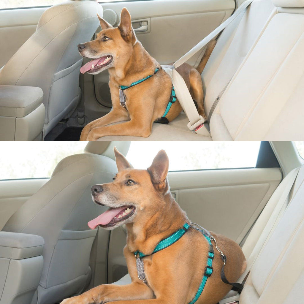 petsafe-3-in-1-harness-used-in-vehicle