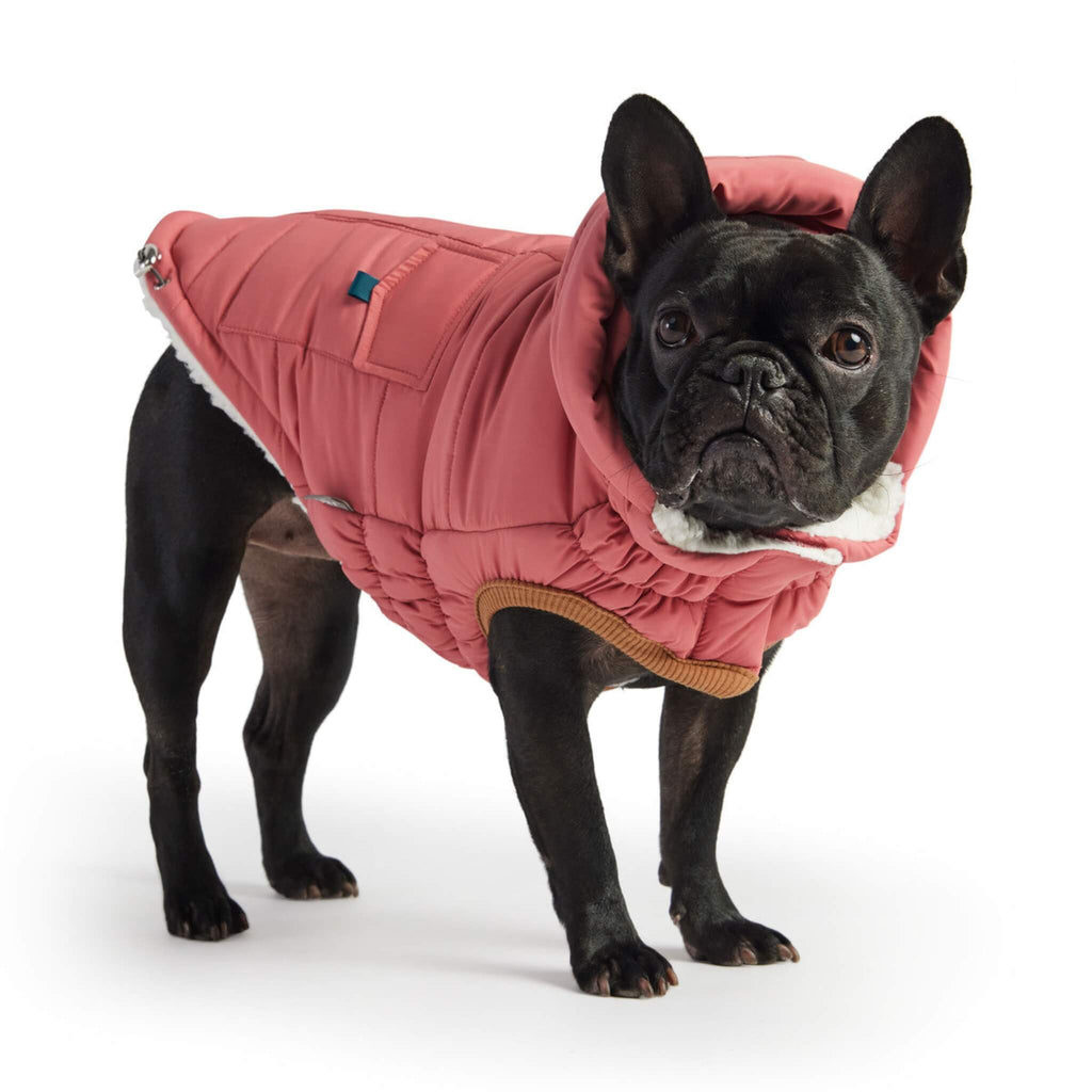 Pug Models Super Puff Dog Parka in Pink