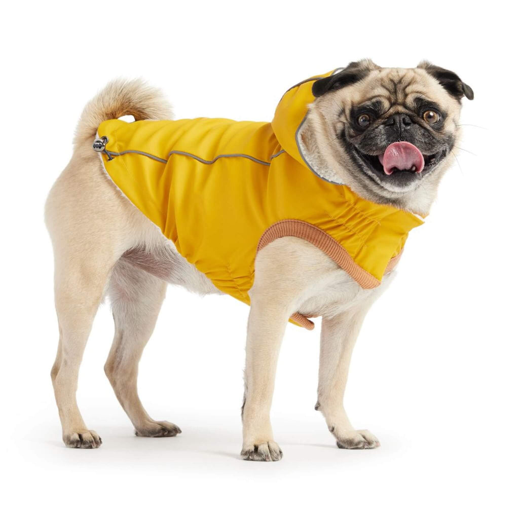 Pug models the Insulated Dog Raincoat in Yellow