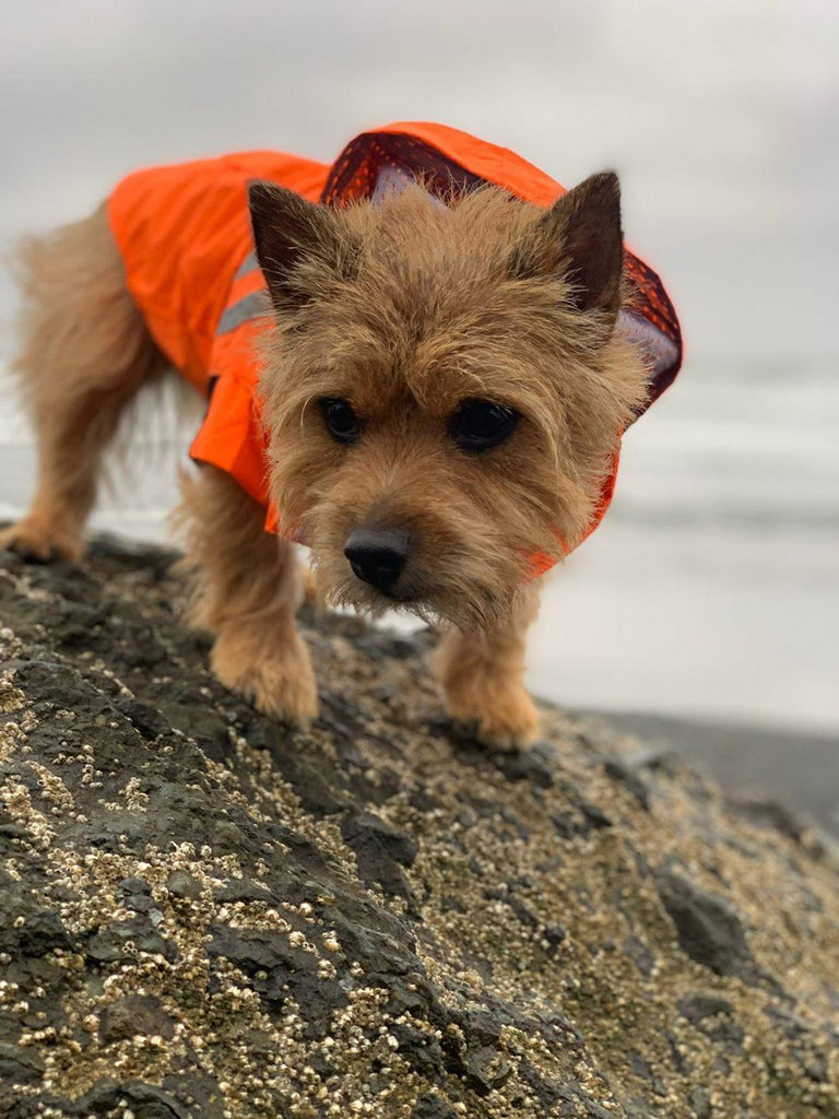 ready-for-his-next-adventure-in-his-new-raincoat