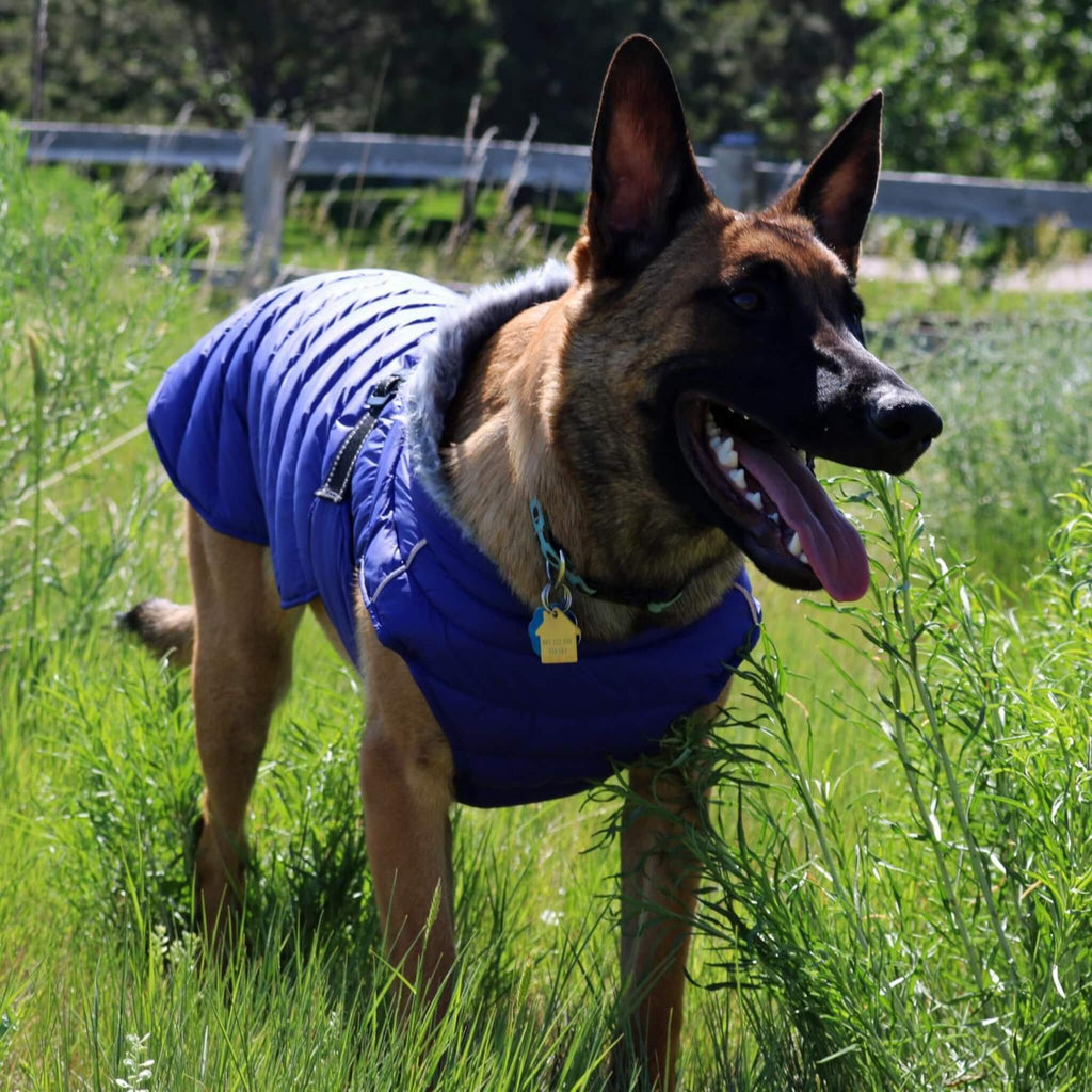 Shepherd Wears Alpine Extreme Weather Puffer Dog Coat in Blue