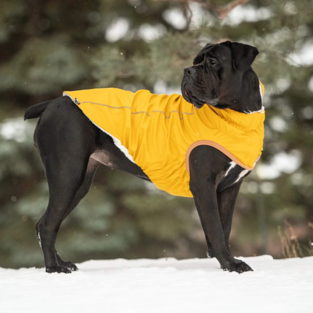 The Insulated Dog Raincoat is perfect for large breed dogs too